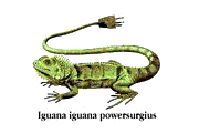 Iguana Picture